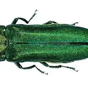 thumbnail for publication: Emerald Ash Borer Agrilus planipennis Fairmaire (Insecta: Coleoptera: Buprestidae)